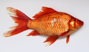 So wurde ich Angler!